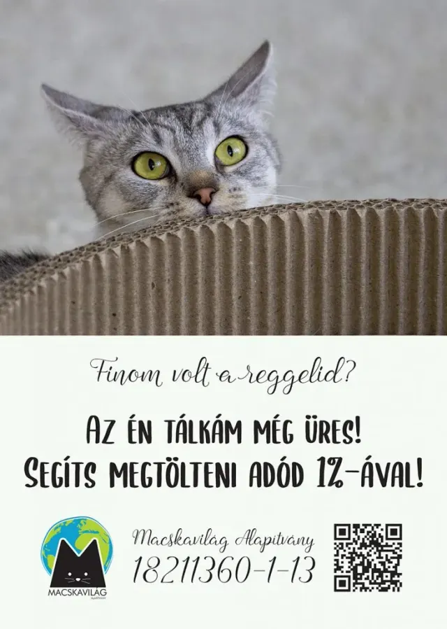 BookNoFees: Kavárna – Cat Café – Budapest – Kočičí kavárna, foto 3