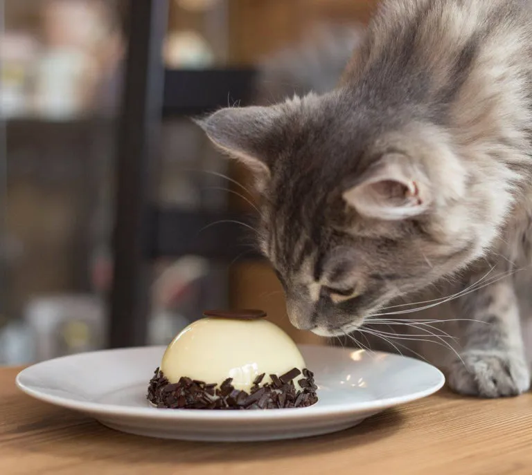 BookNoFees: Kavárna – Cat Café – Budapest – Kočičí kavárna, foto 1