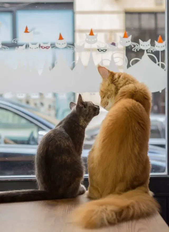 BookNoFees: Kavárna – Cat Café – Budapest – Kočičí kavárna, foto 2