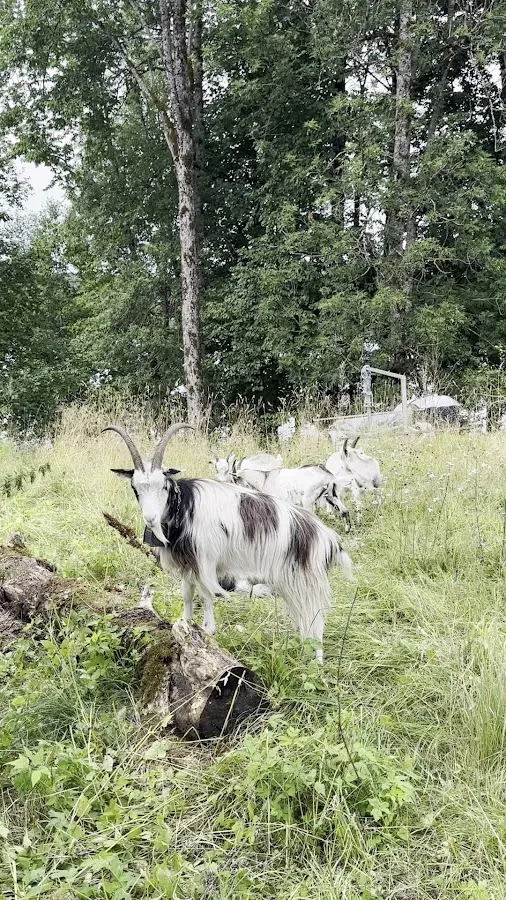 BookNoFees: Kavárna – Bogstad gård kafé – Oslo – Kavárna na statku Bogstad, foto 2