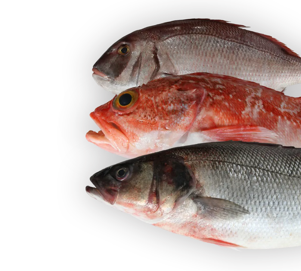 BookNoFees: Restaurace – Senhor Peixe – Lisbon – Pane Peixe, foto 1