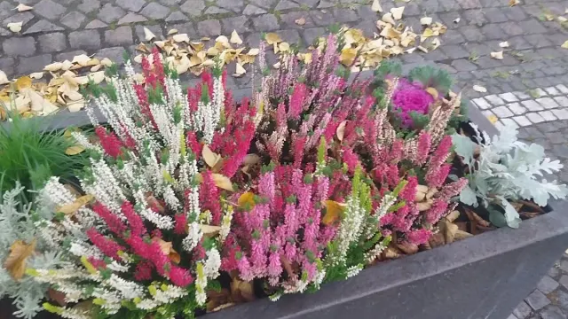 BookNoFees: Pekárna – Bäcker Regina – Wenden – Pekařka Regina, foto 3